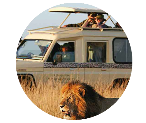Customized Safaris